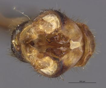 Media type: image;   Entomology 10324 Aspect: genitalia
